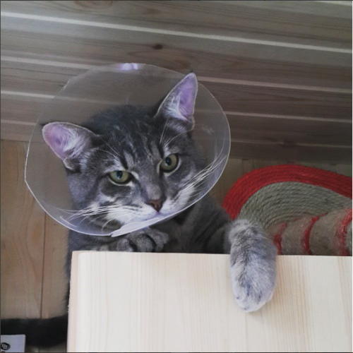 Котовторник 28.06.2016