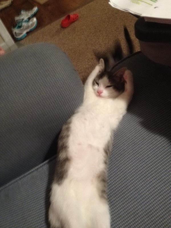 Коты и Кошки