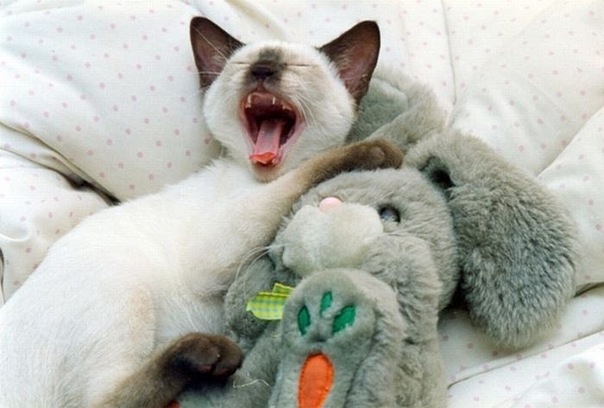 Коты и Кошки