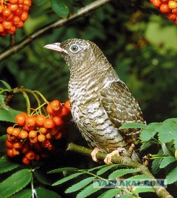 10 птиц, которых стоит избегать