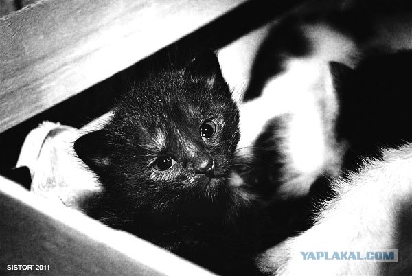 Котовторник стартует