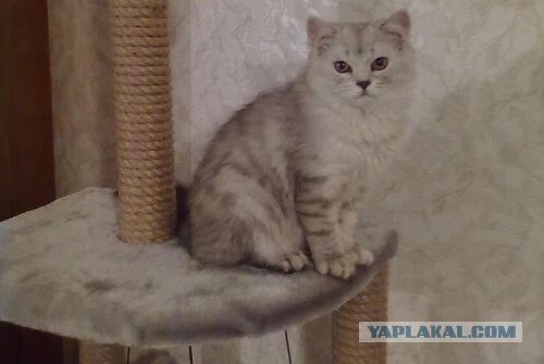 Котовторник (07.02.2012)