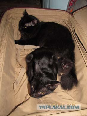 Котовторник 29.05.2012