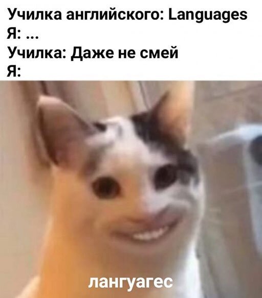 Прикольные картинки и фото с надписями и коментами