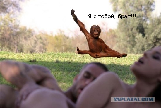 Фотожаба: Тут медвед не проходил?