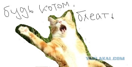 Кот поёт
