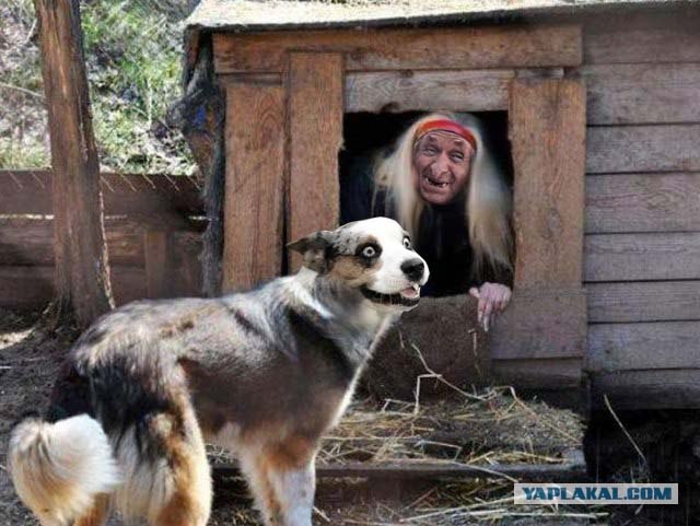 Фотожаба: Собака с Девушкой