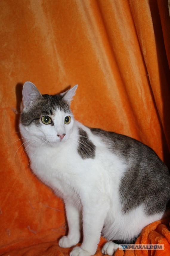 Жизнь домашнего приюта "Котоленд" 269