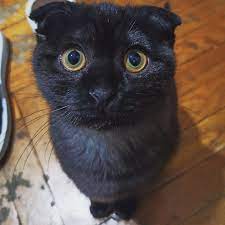 Картинки с котами и про котов
