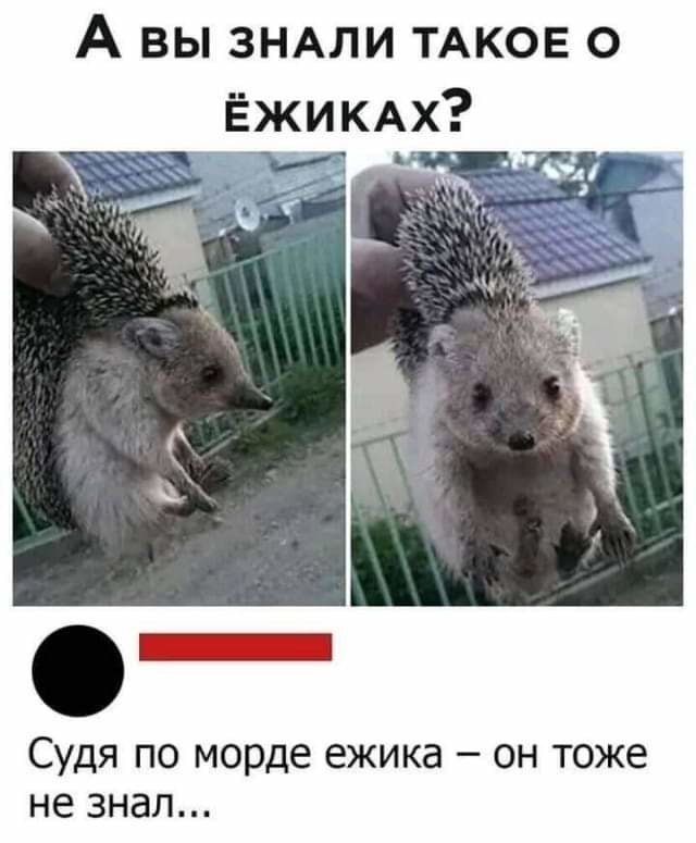 Баянисто-небаянистый юмор. 13.09.21