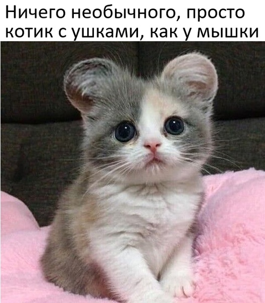 Картинки и мемы для настроения 23.11.2021