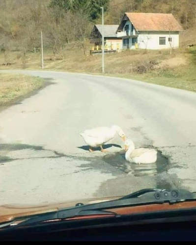 Можно ли давить уток?