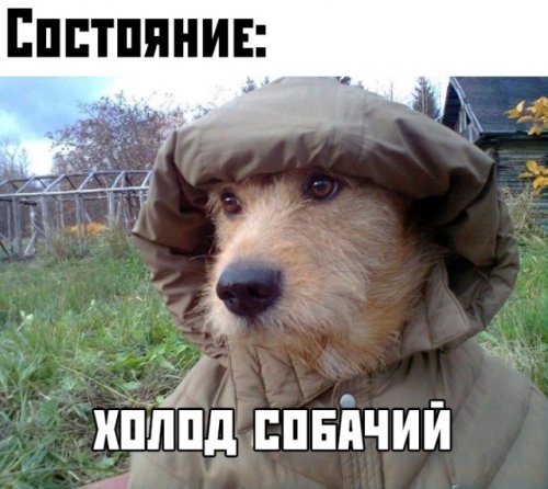 Шарик из Простоквашино
