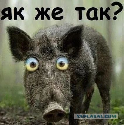 Контрнахрюк - все!