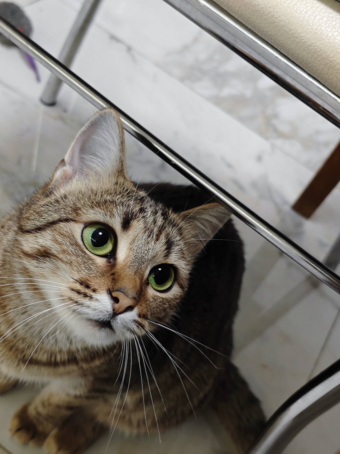 Котовторник продолжается