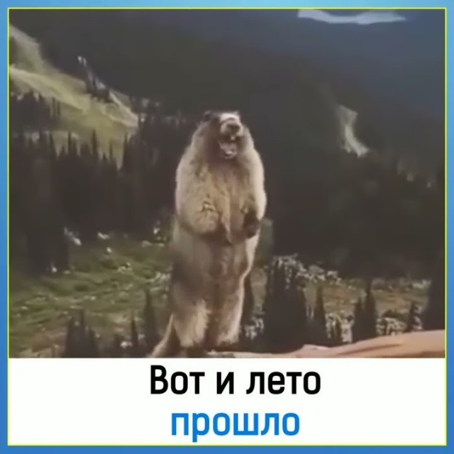 Самого толстого сурка выбрали в США