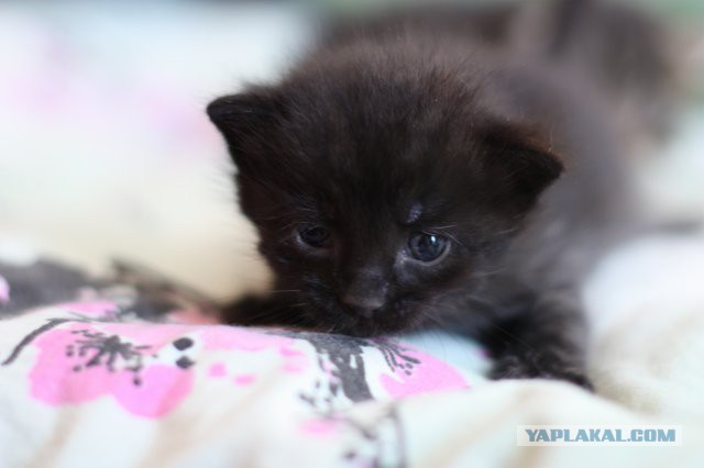 Котовторник 29.10.2013
