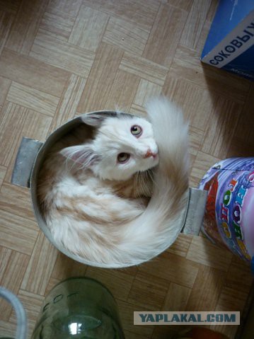 Котовторник