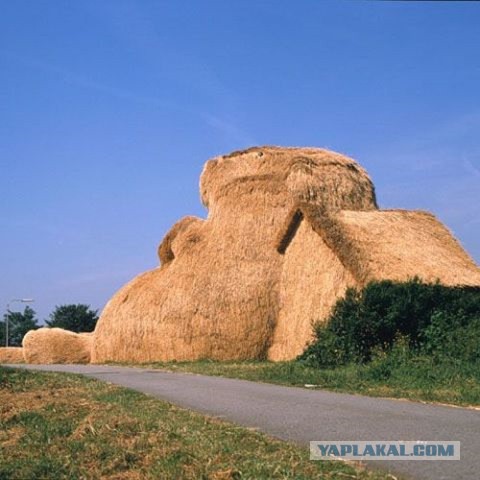Бобра много не бывает
