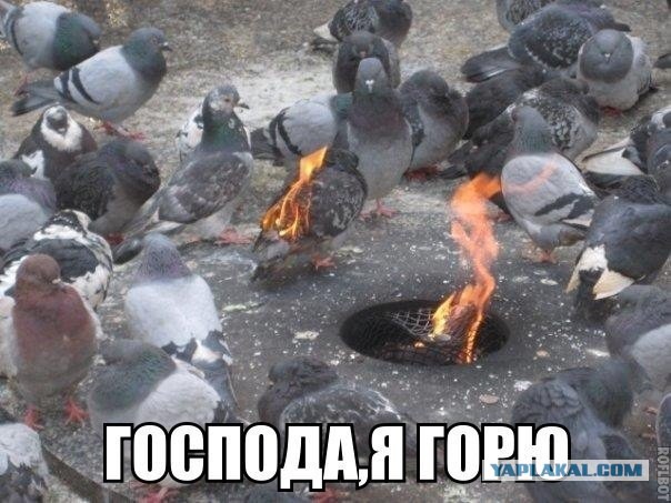 Голубь