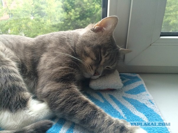 Котовторник  21.07.2015