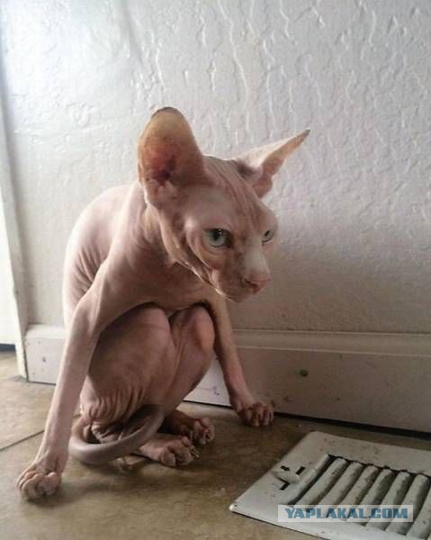 Мой кот, мои правила!