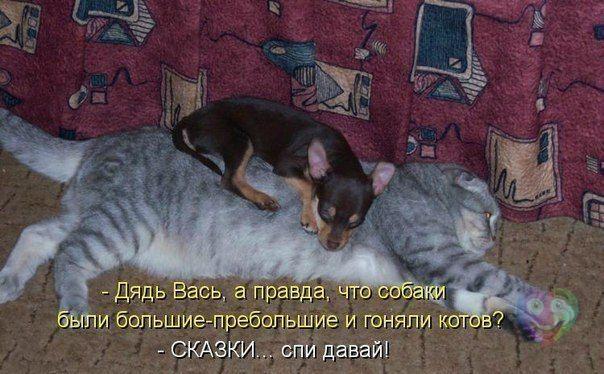 Мохнатые беспредельщики