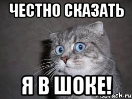 Купил коту вкусняшку в Пятерочке