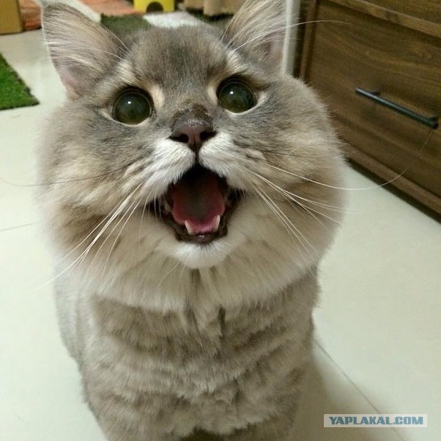 Котовторник 11/04/2017