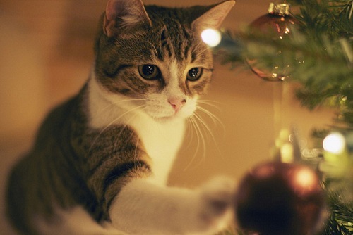 Коты и Кошки