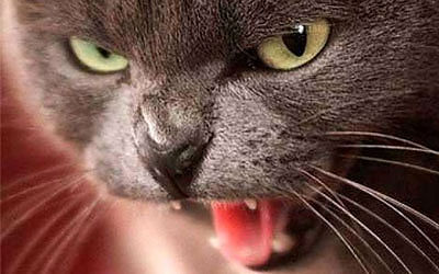 Массовая драка с наркоторговцами