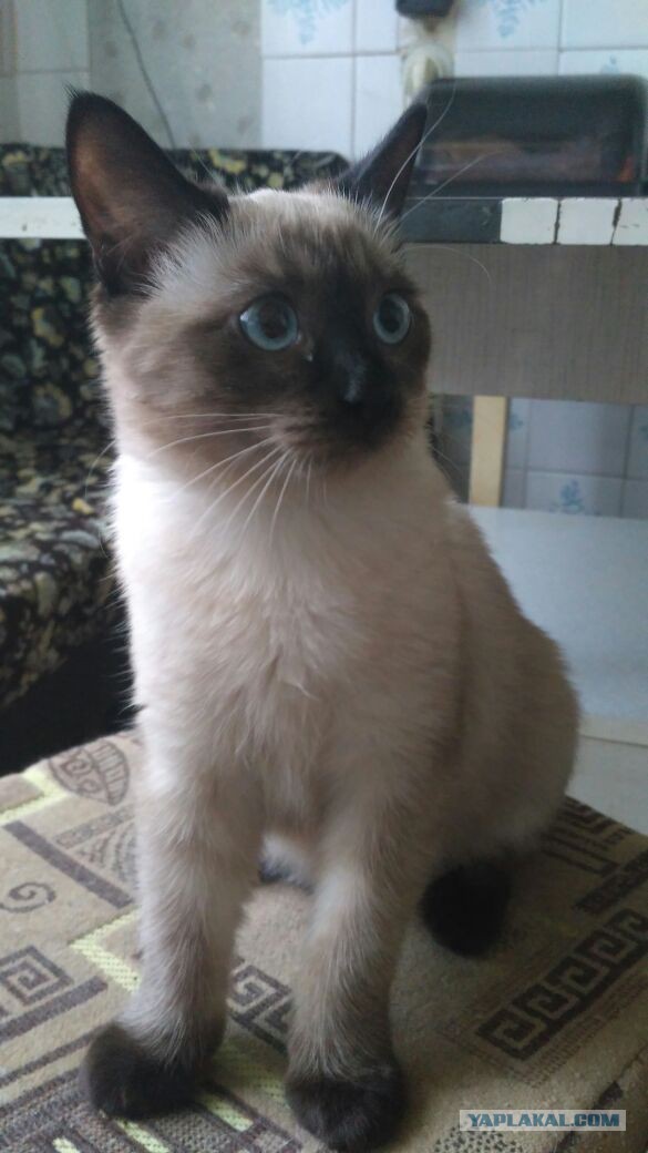 Котовторник 28.11.2017