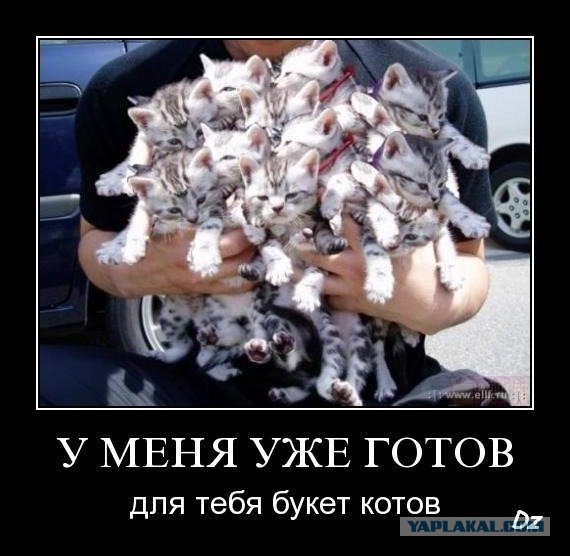 Сосчитай кошек