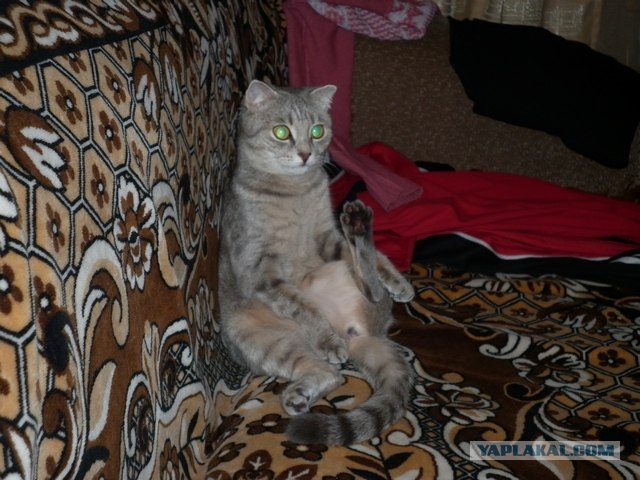 Котовторник (07.02.2012)