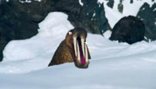 Жабим моржэ!1