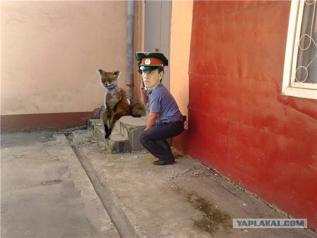 Фотожаба: Неупоротый.
