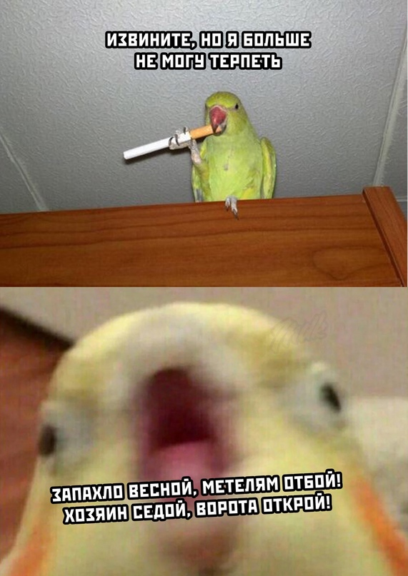 Весёлый полтишок 1.03