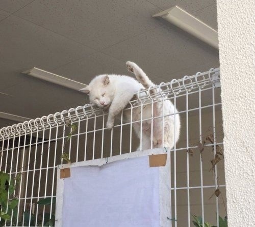 Калейдоскоп картинок