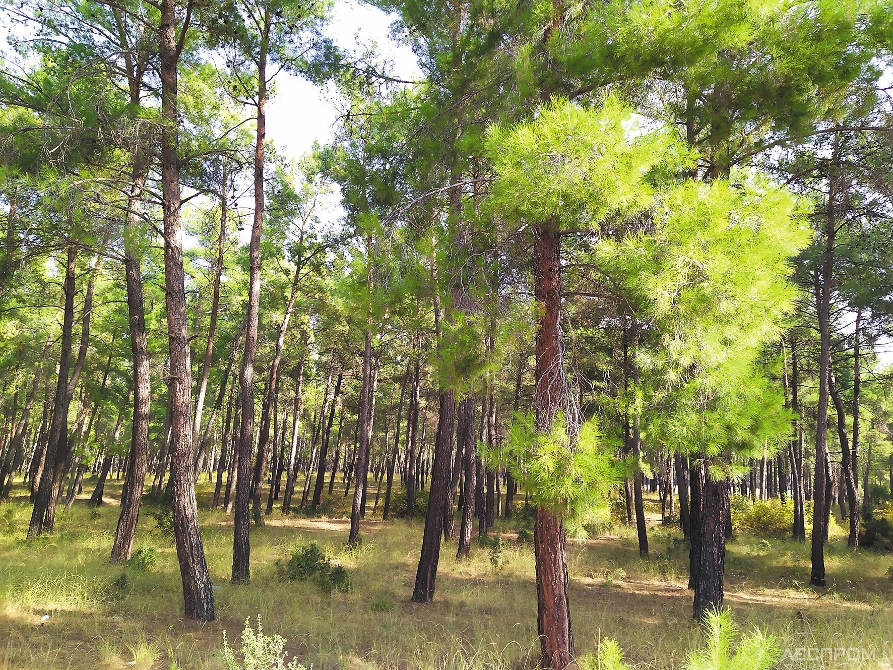 Хвойные турции. Кемер сосны. Хвойный лес Турция. Красносамарский Лесной массив. Сосновый лес в Турции.