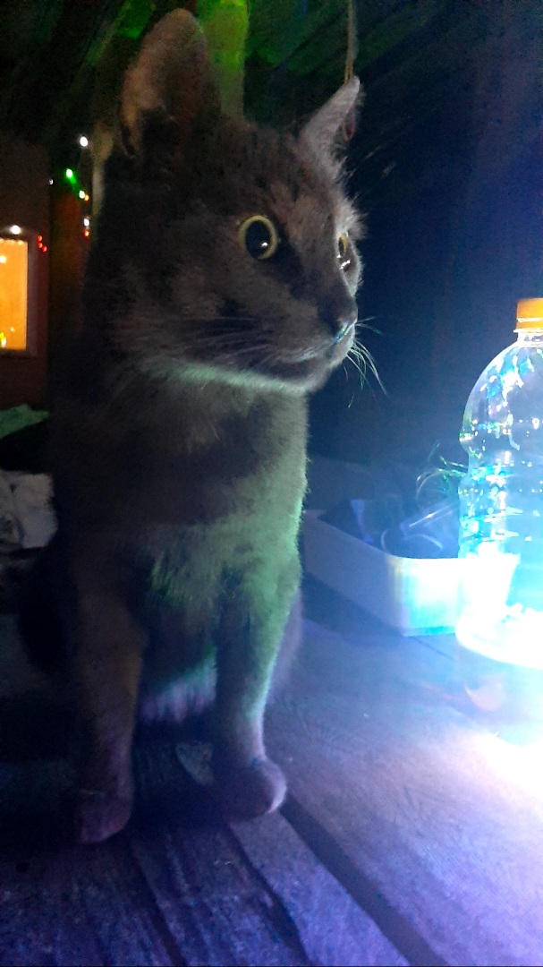 Ура! Котовторник.
