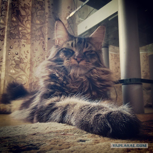 Котовторник 04.06.2013