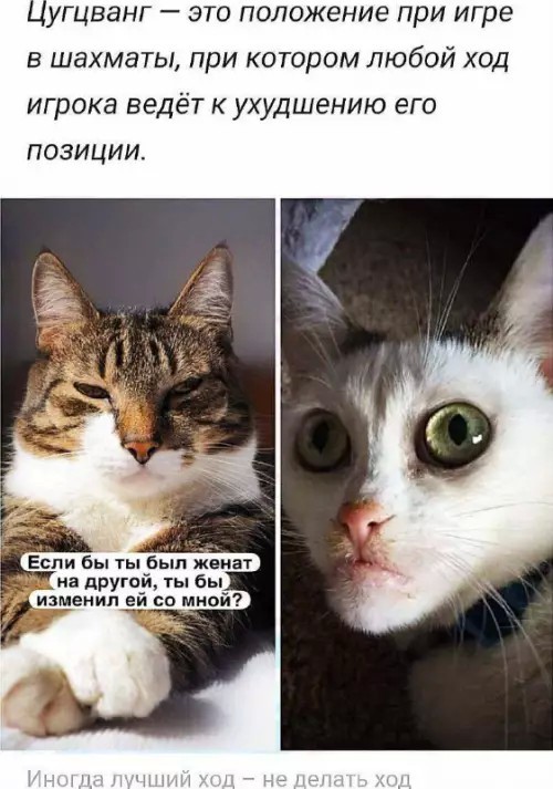 К котовторнику: подборка картинок-баянов с котиками и про котиков. Выпуск 38.