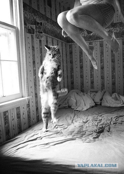 Домик для кота