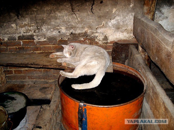 Фотки из интернета.