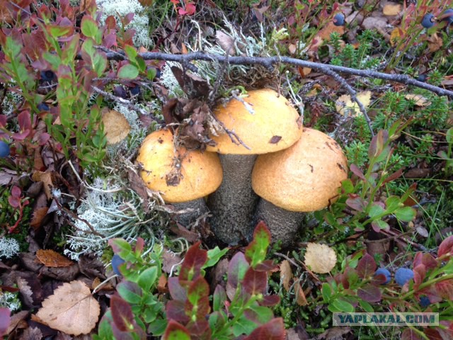 Грибной сезон. Начало.