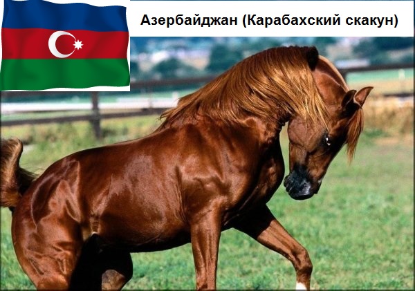 Символы стран в животных
