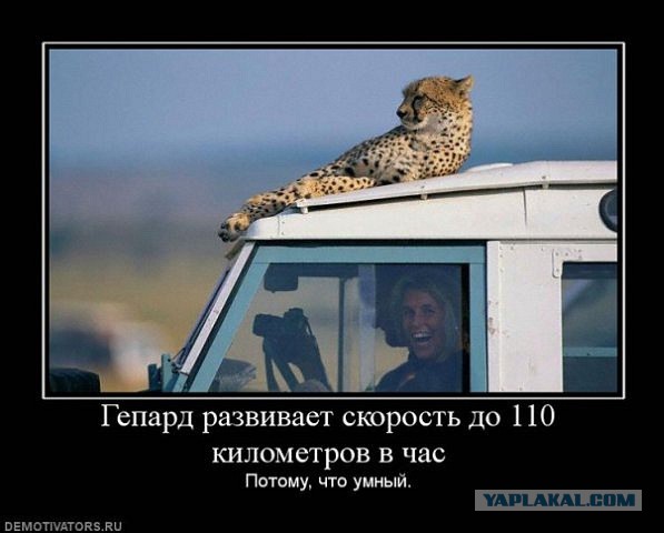 Весёлые картинки