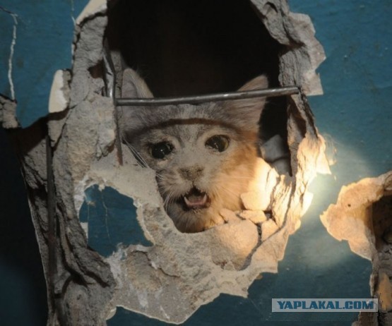 Кот разбил стекло