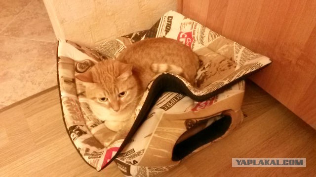 Котовторник