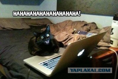 Прикольные коты